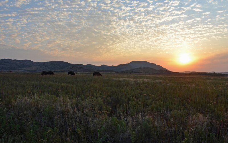 Bison in a Field — Orange, Serene