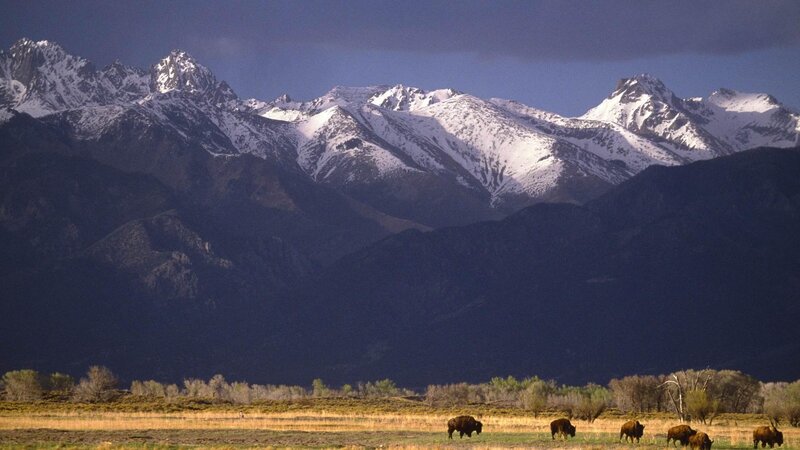 Bison in a Field