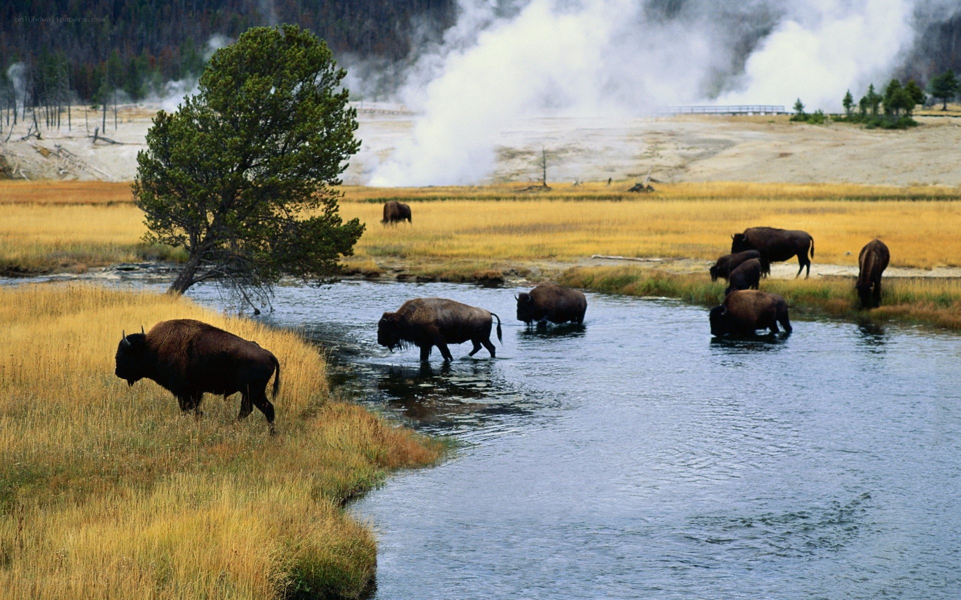 Bison in a geothermal area