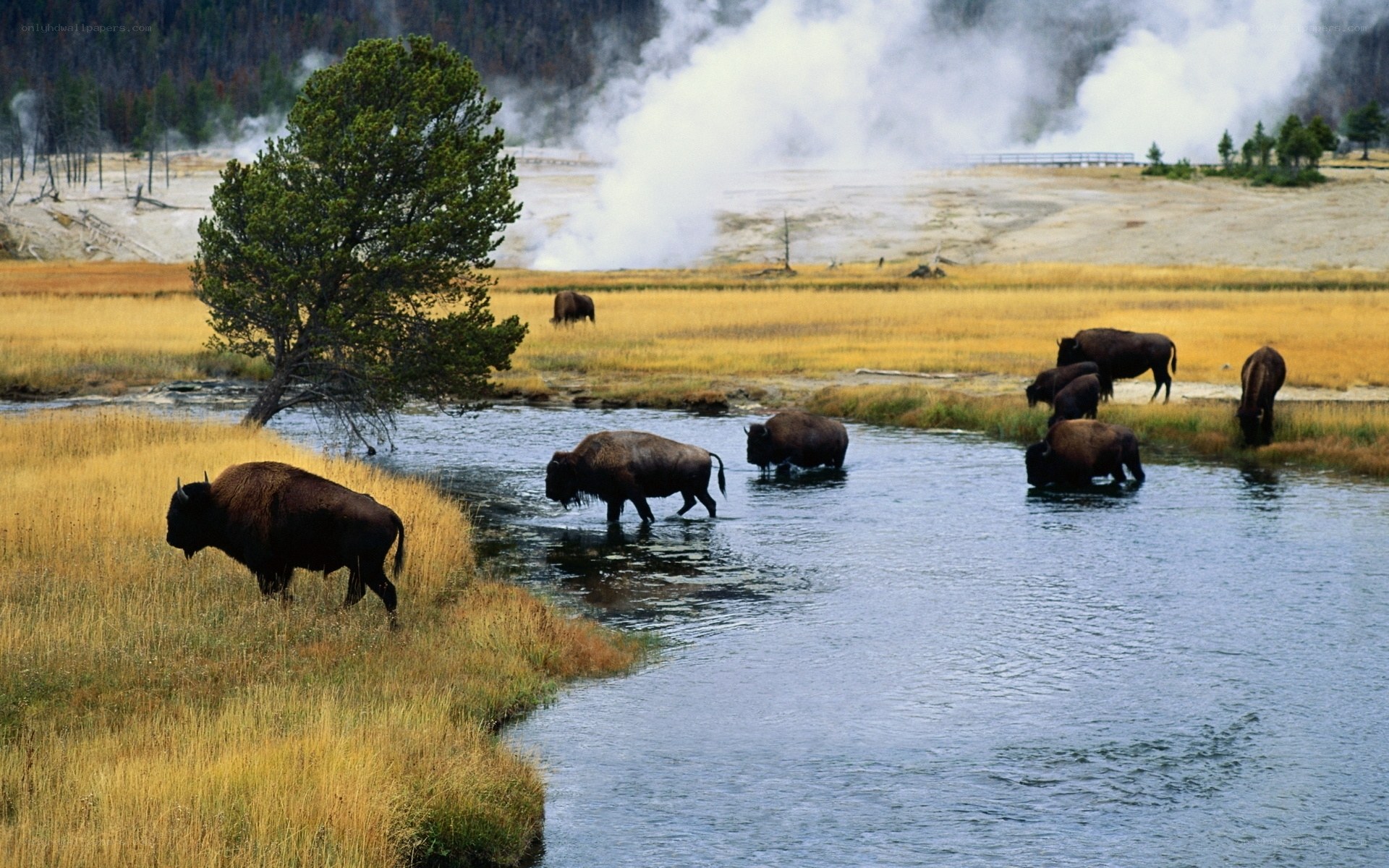 Bison in a geothermal area