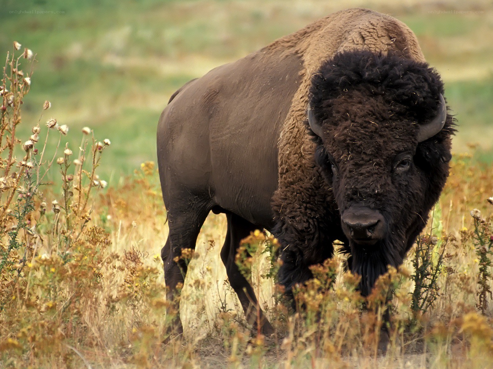 Bison in a grassy field