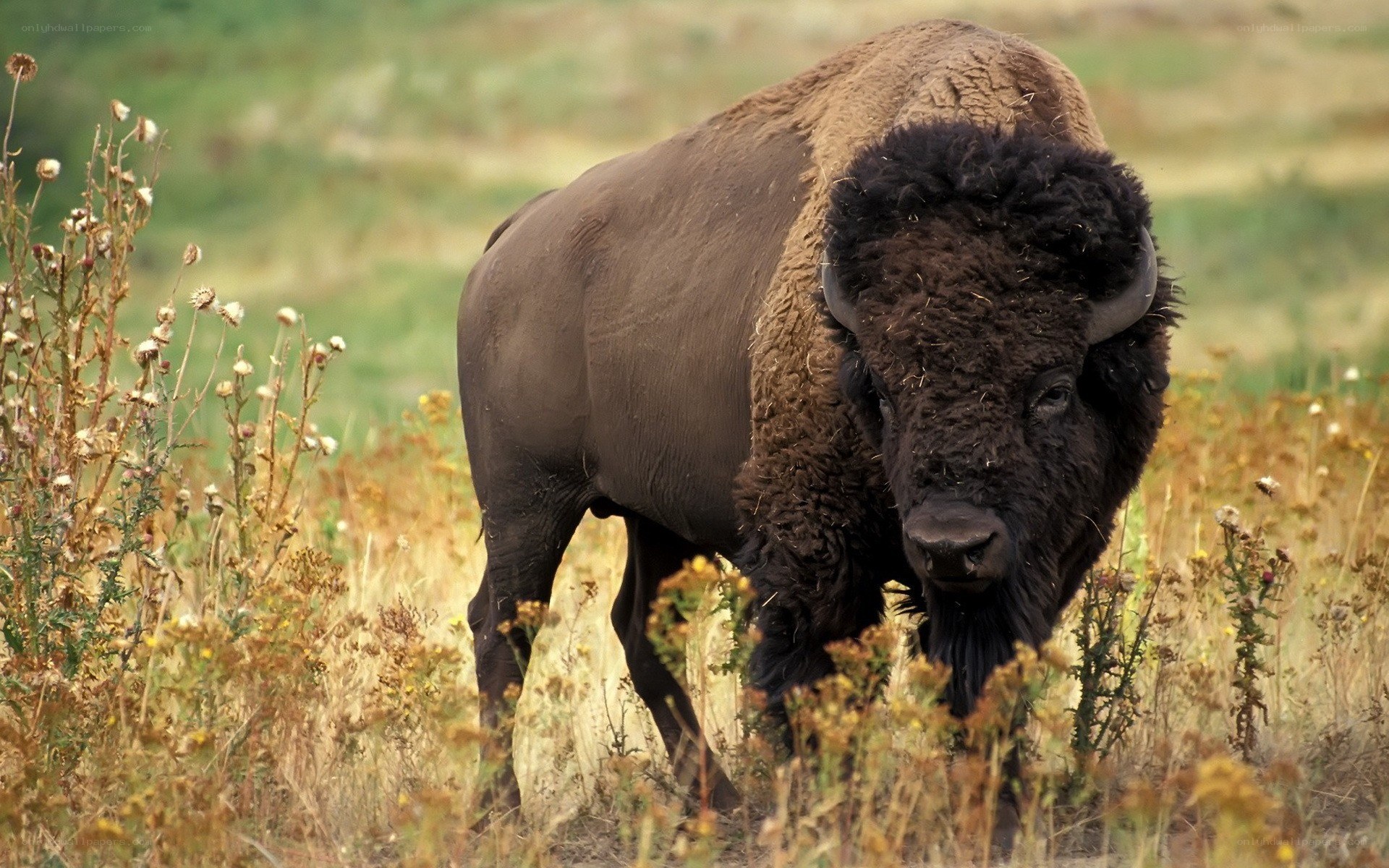Bison in a grassy field
