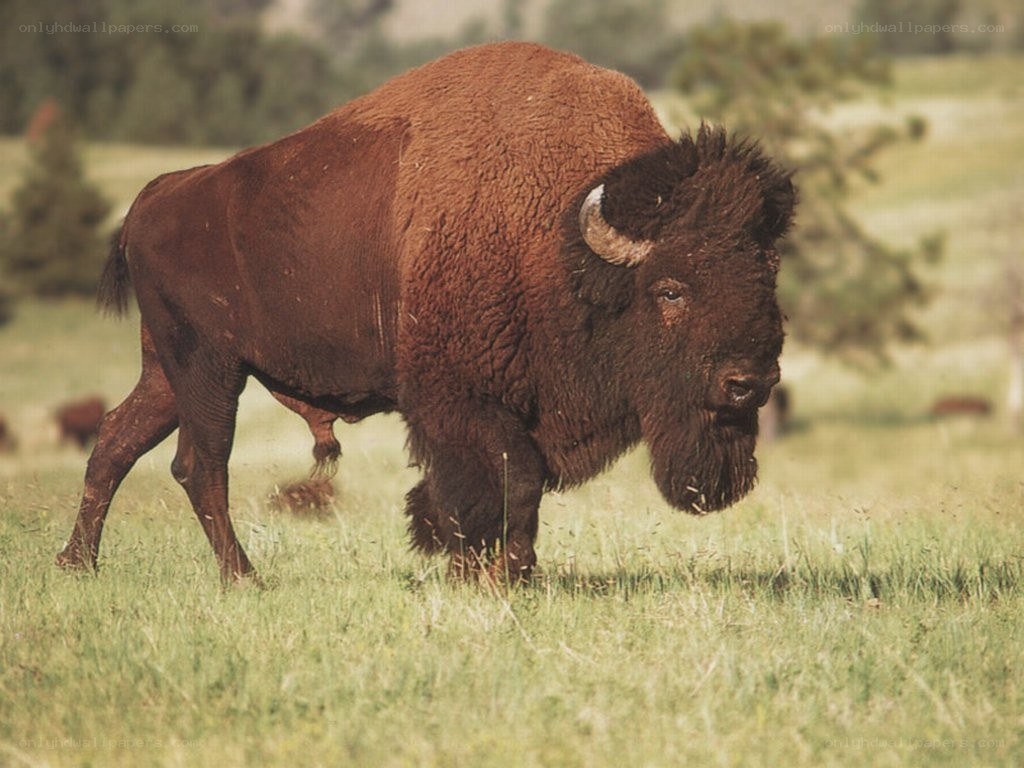 Bison in a grassy field