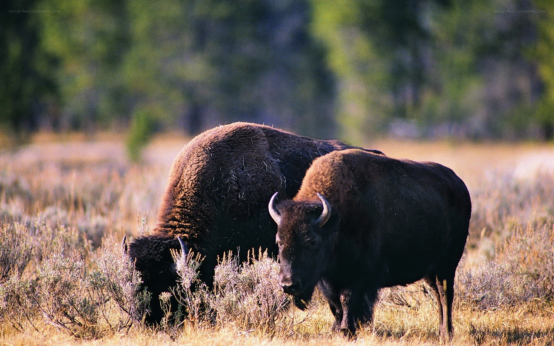 Bison in a grassy field