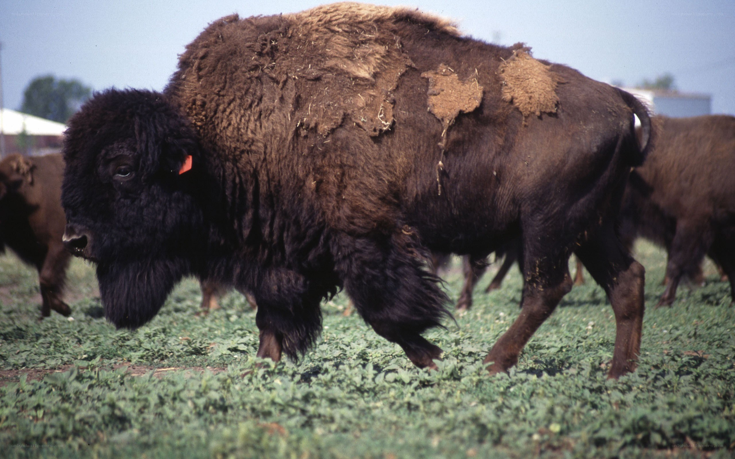 Bison in a grassy field