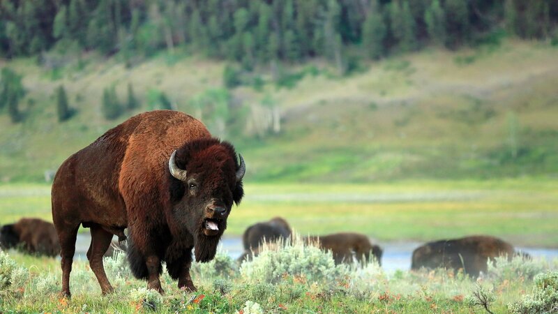 Bison in a grassy field