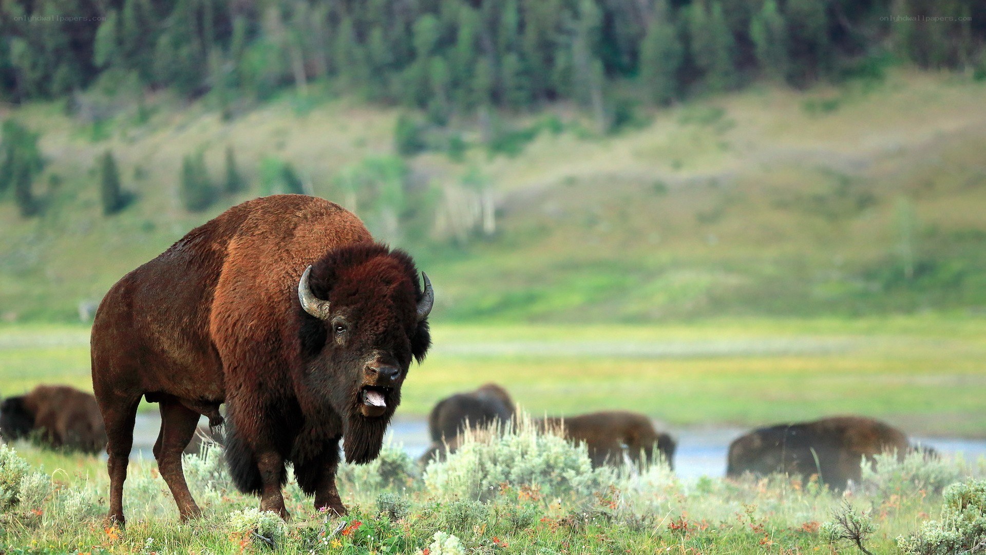 Bison in a grassy field