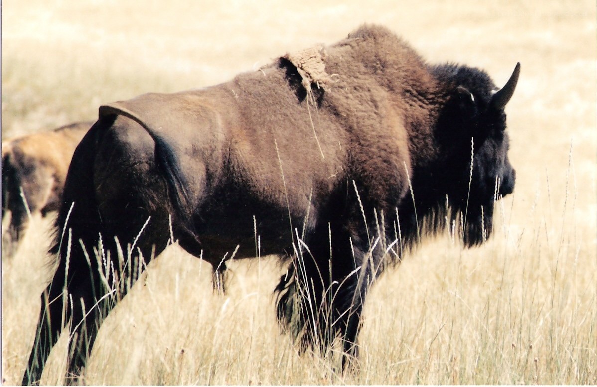 Bison in a grassy field