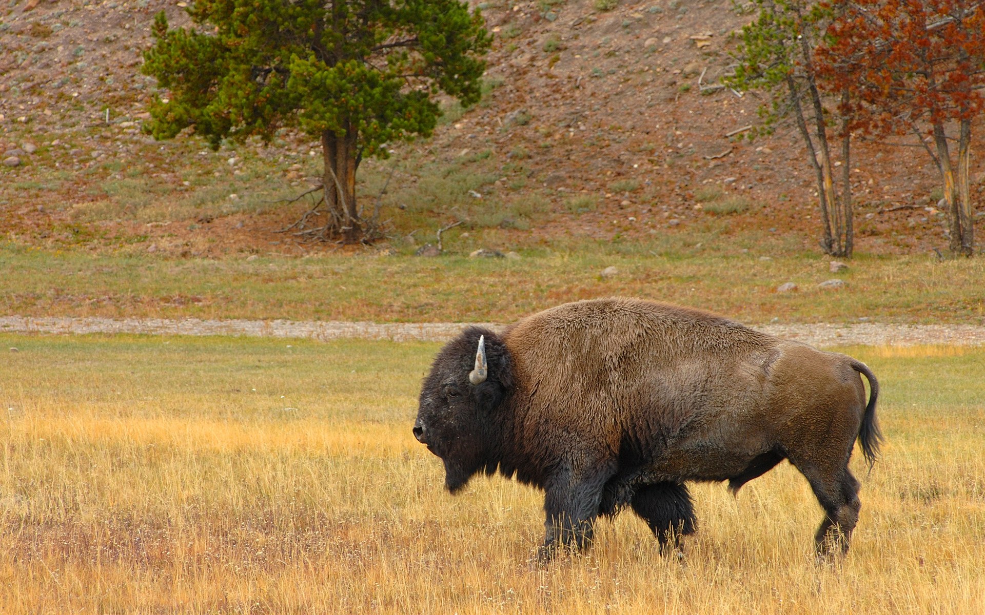 Bison in a grassy field