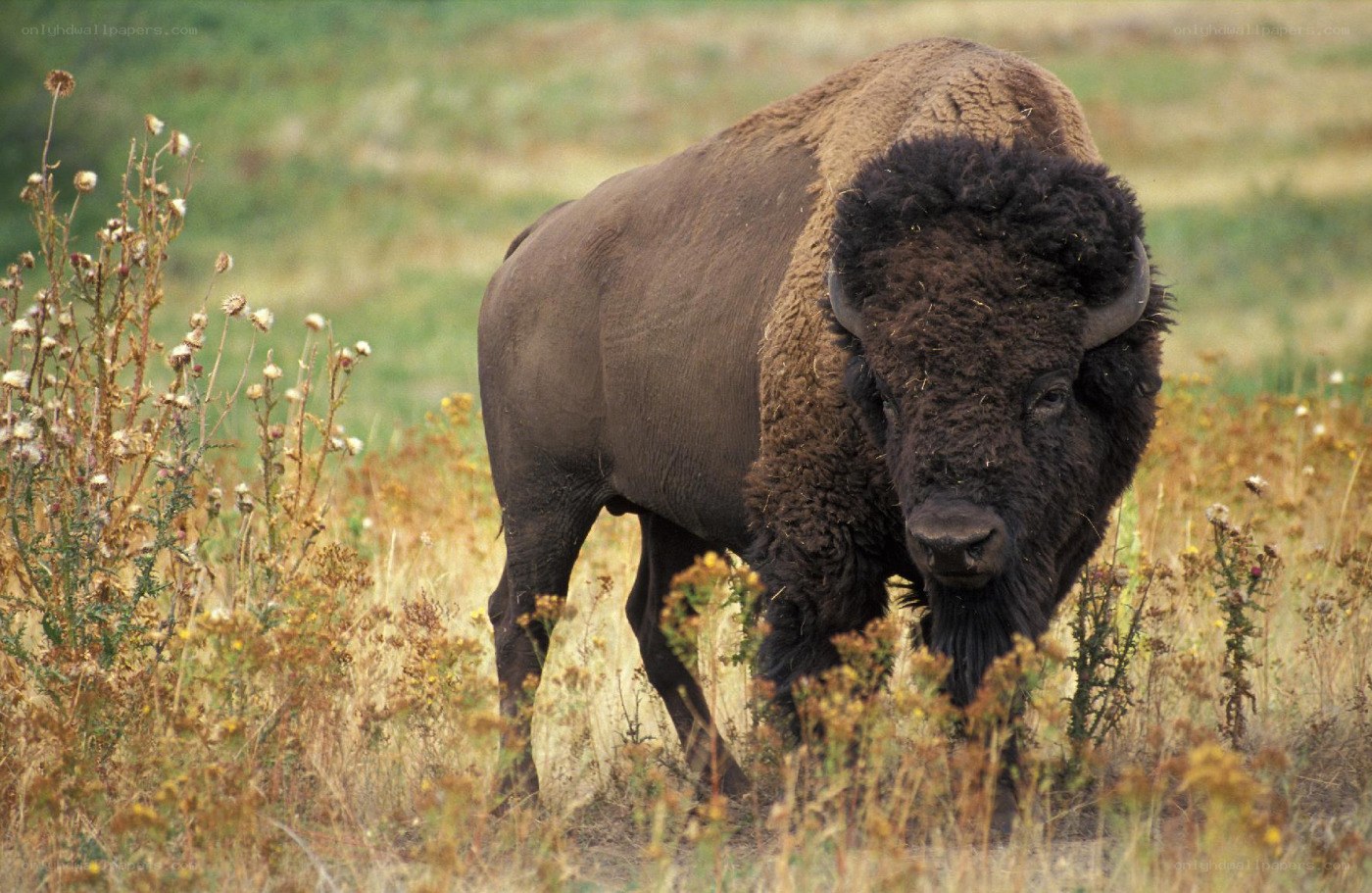 Bison in a grassy field