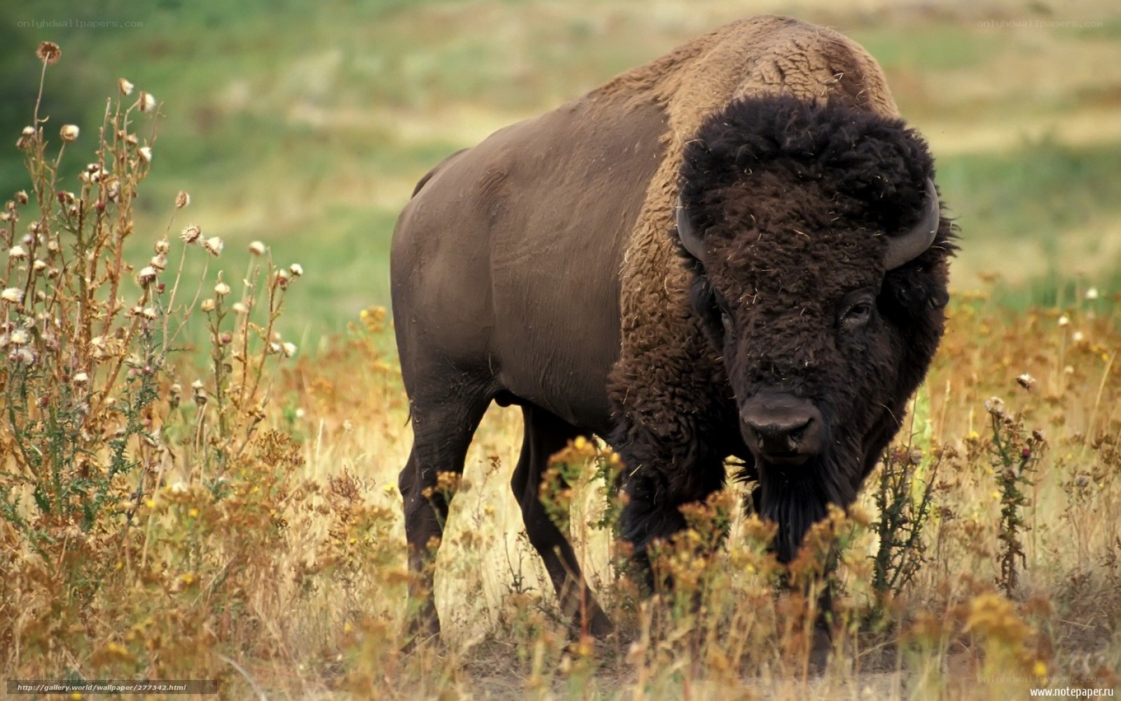 Bison in a grassy field