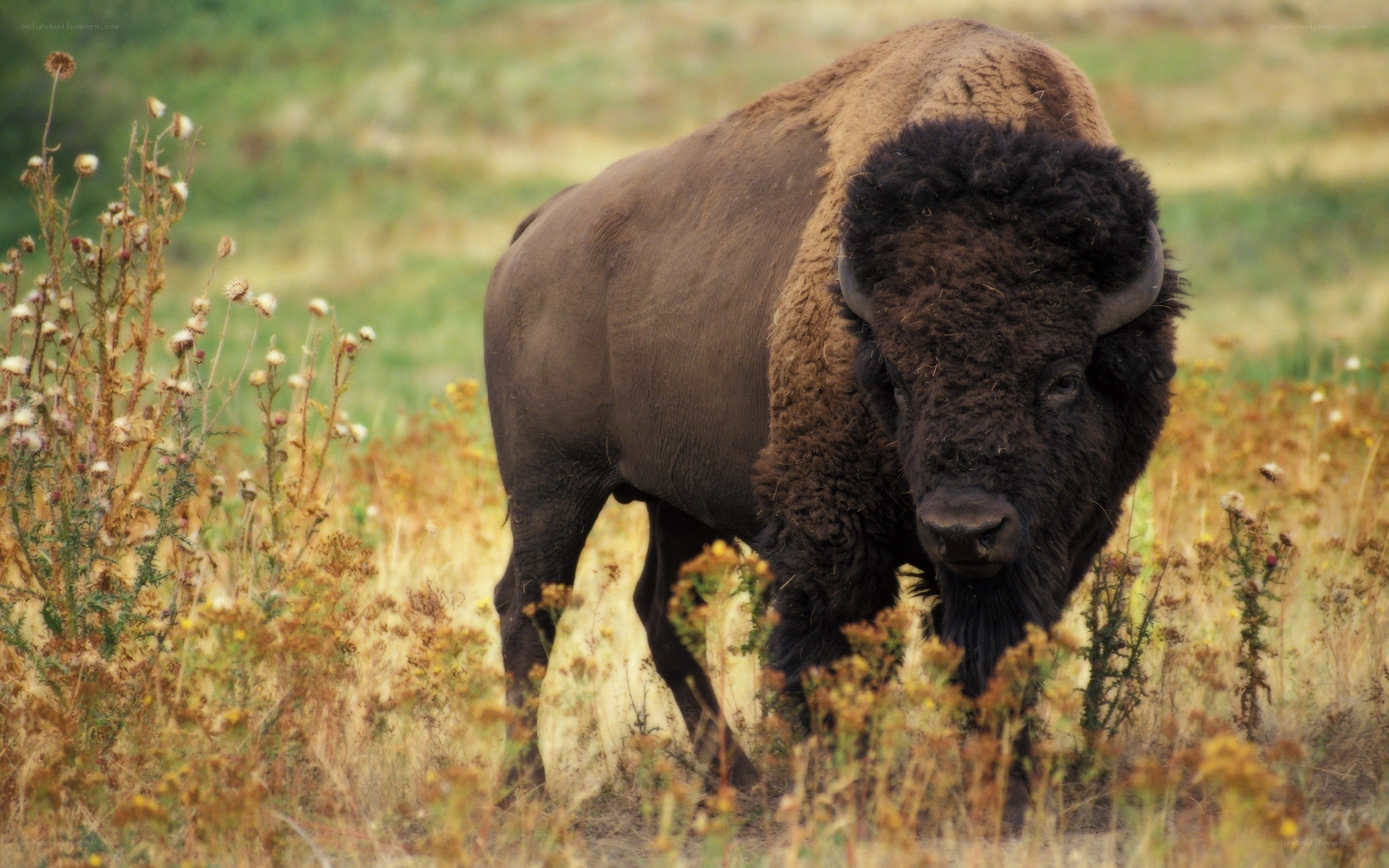 Bison in a grassy field