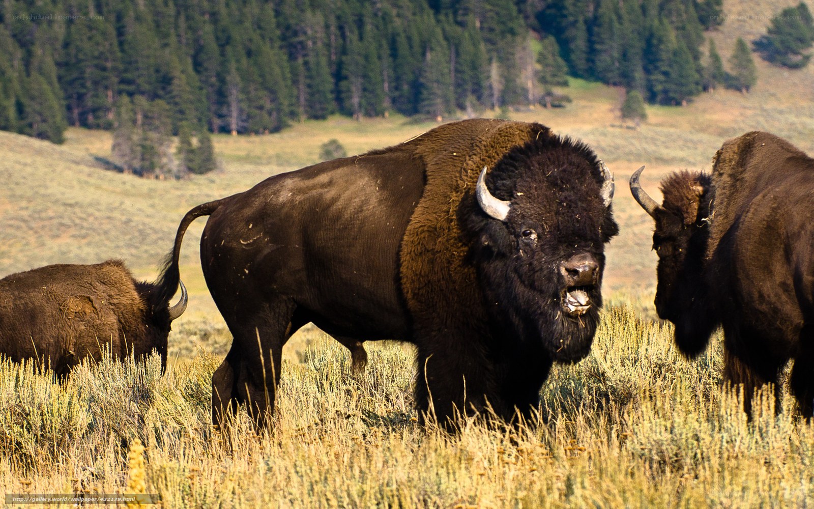Bison in a grassy field