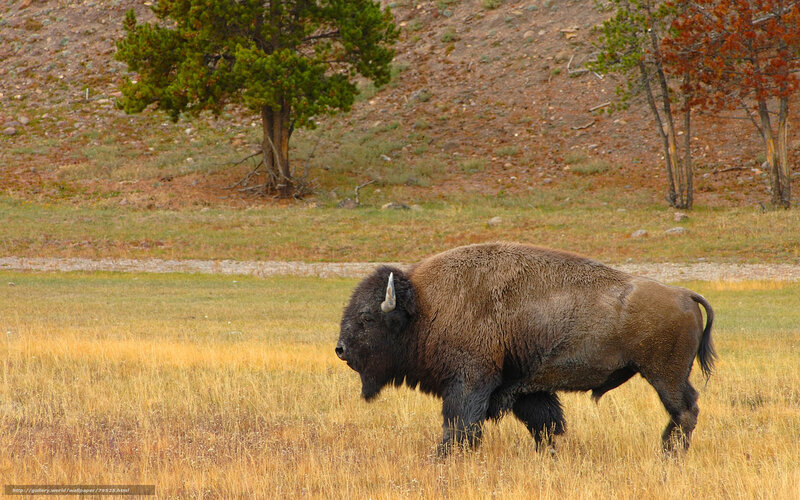 Bison in a grassy field