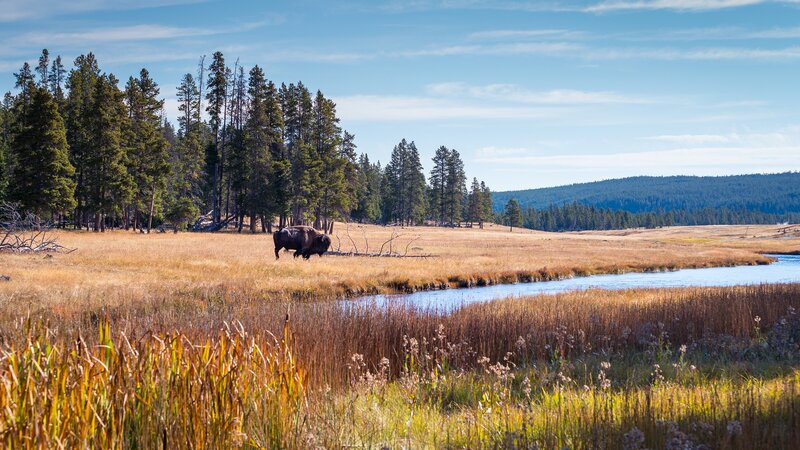 Bison in a Meadow — Blue