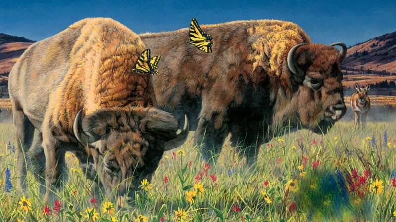 Bison in a Meadow