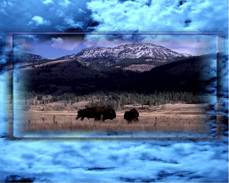 Bison in a mountain valley