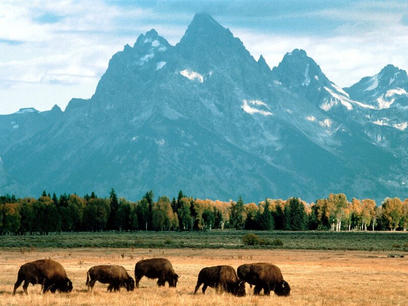 Bison in a mountain valley