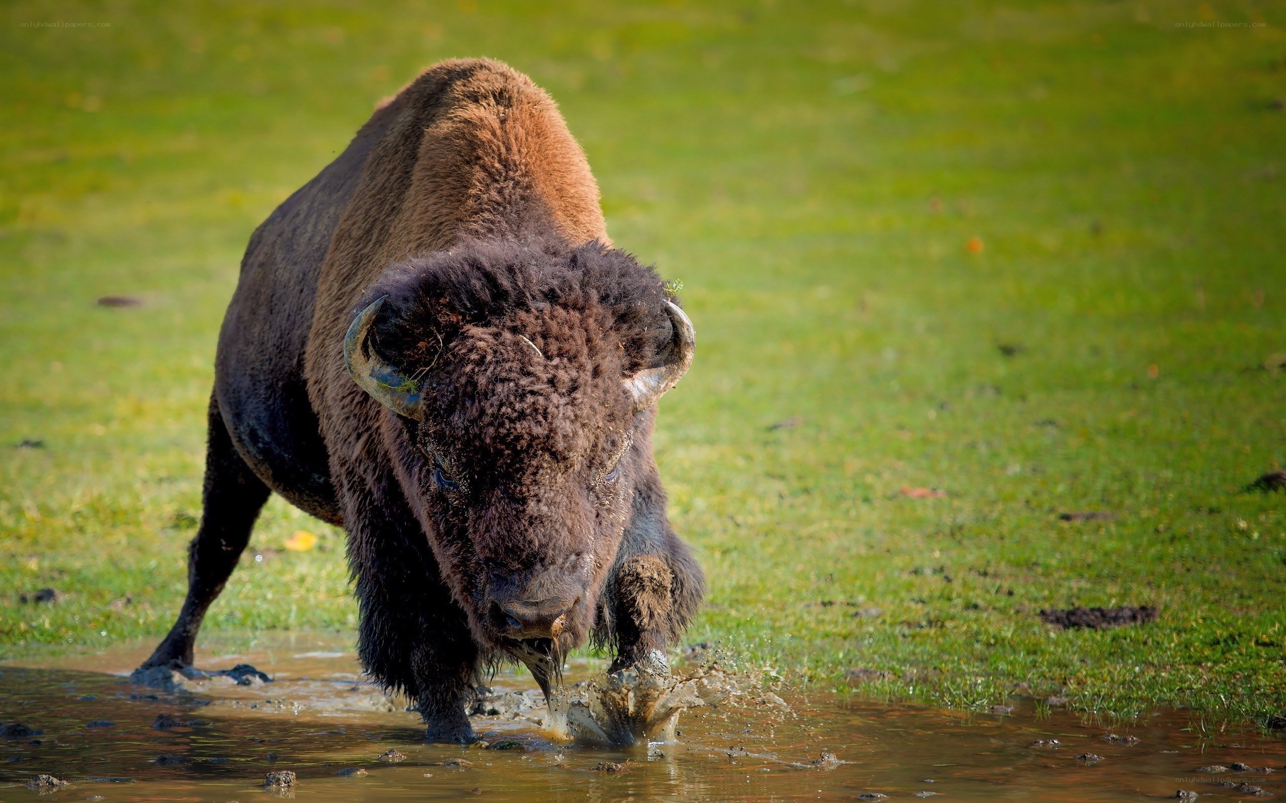 Bison in a muddy puddle