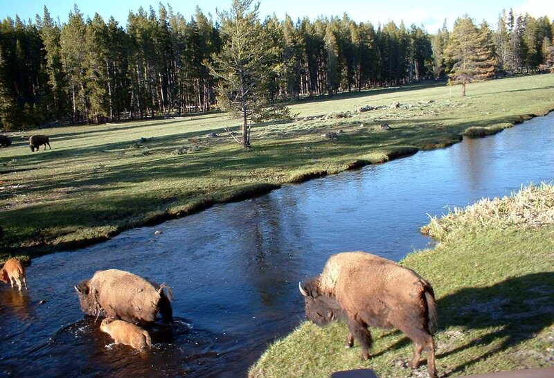 Bison in a river landscape