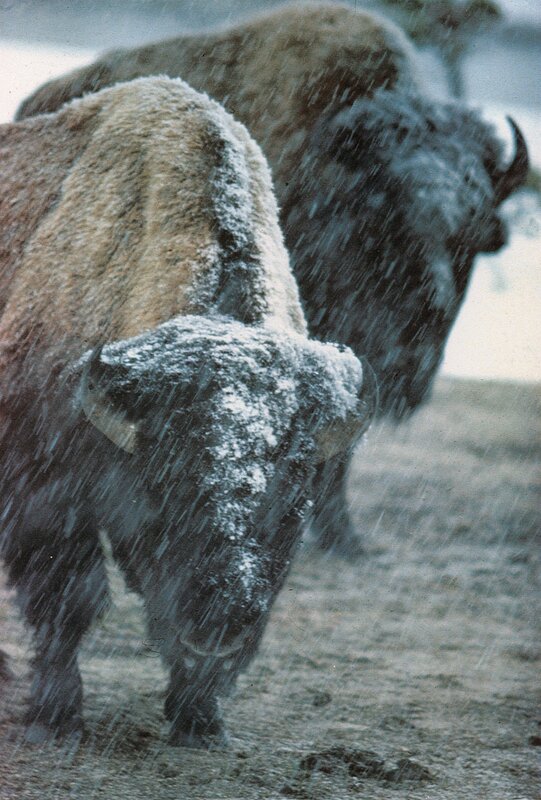 Bison in a snowstorm