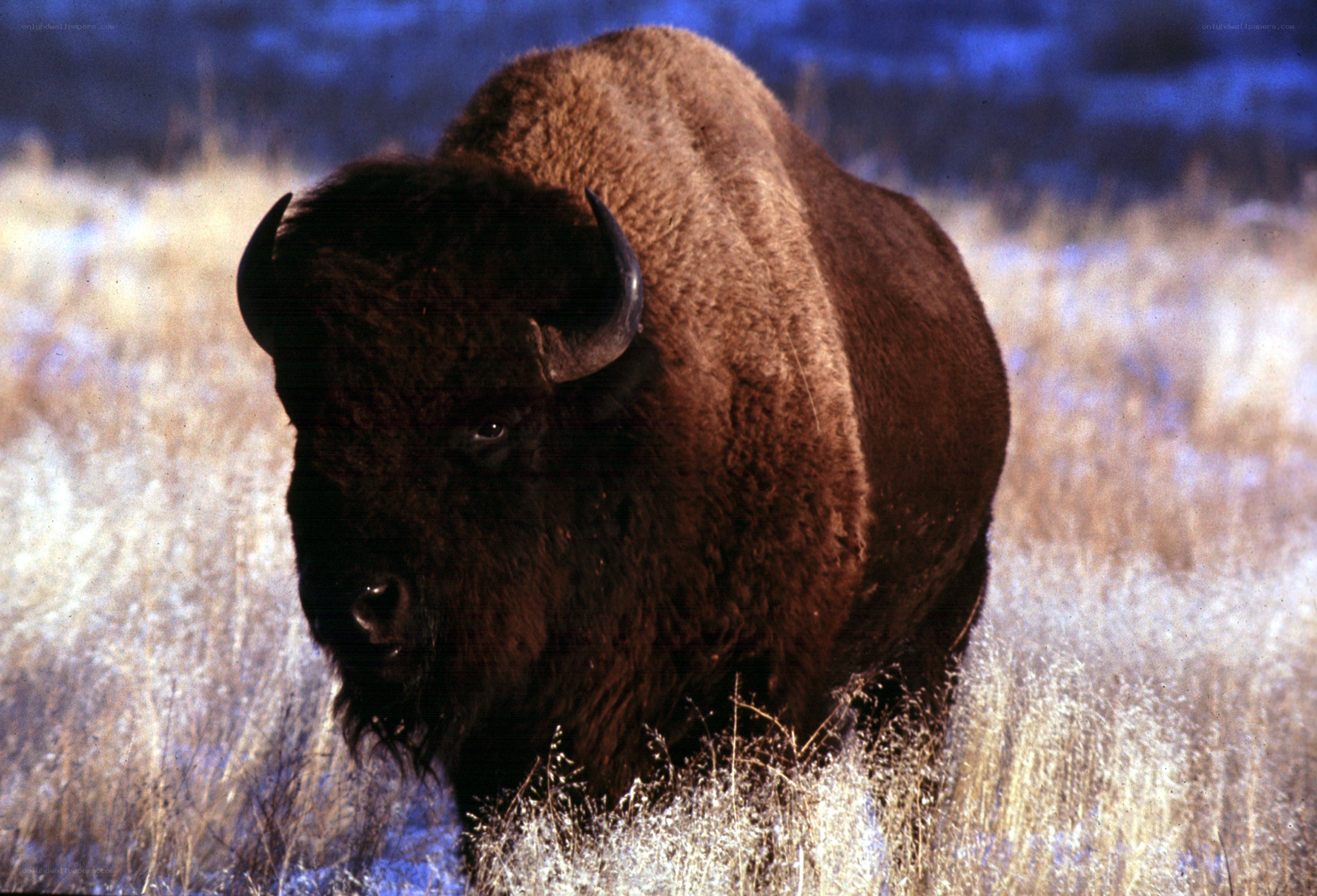 Bison in a snowy field