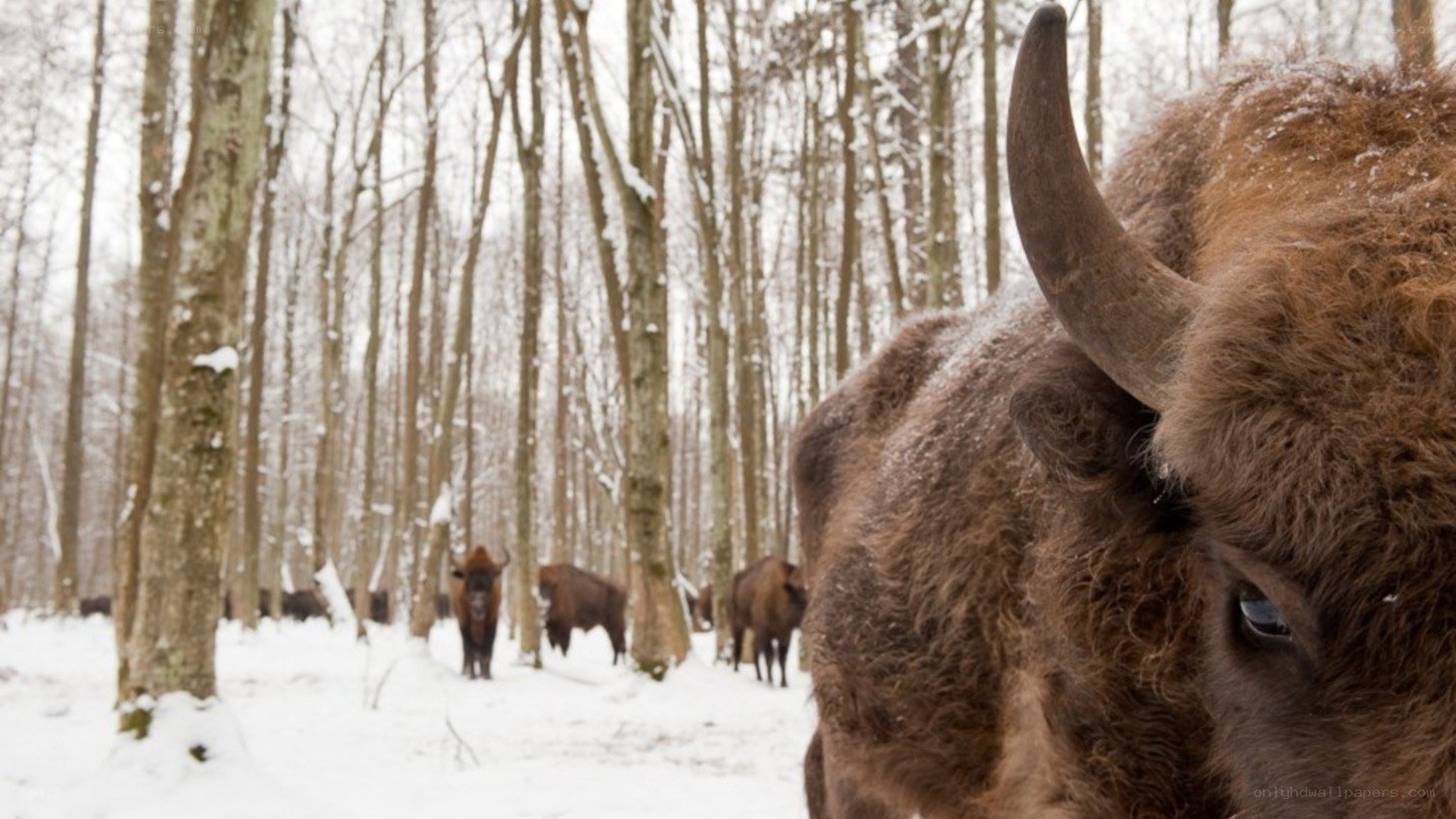 Bison in a snowy forest