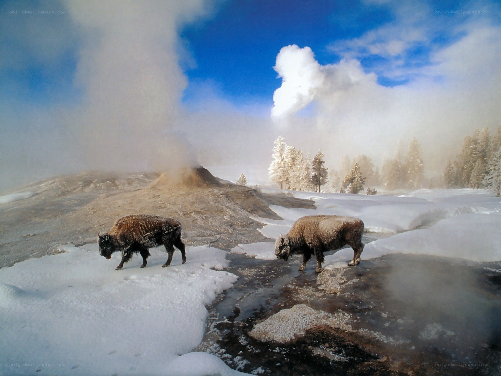 Bison in a snowy geothermal area