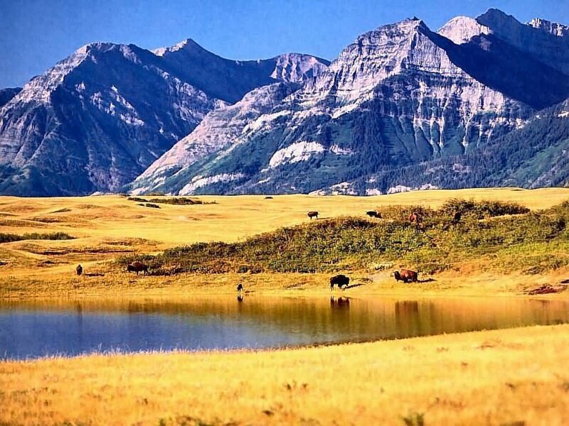Bison in a Valley