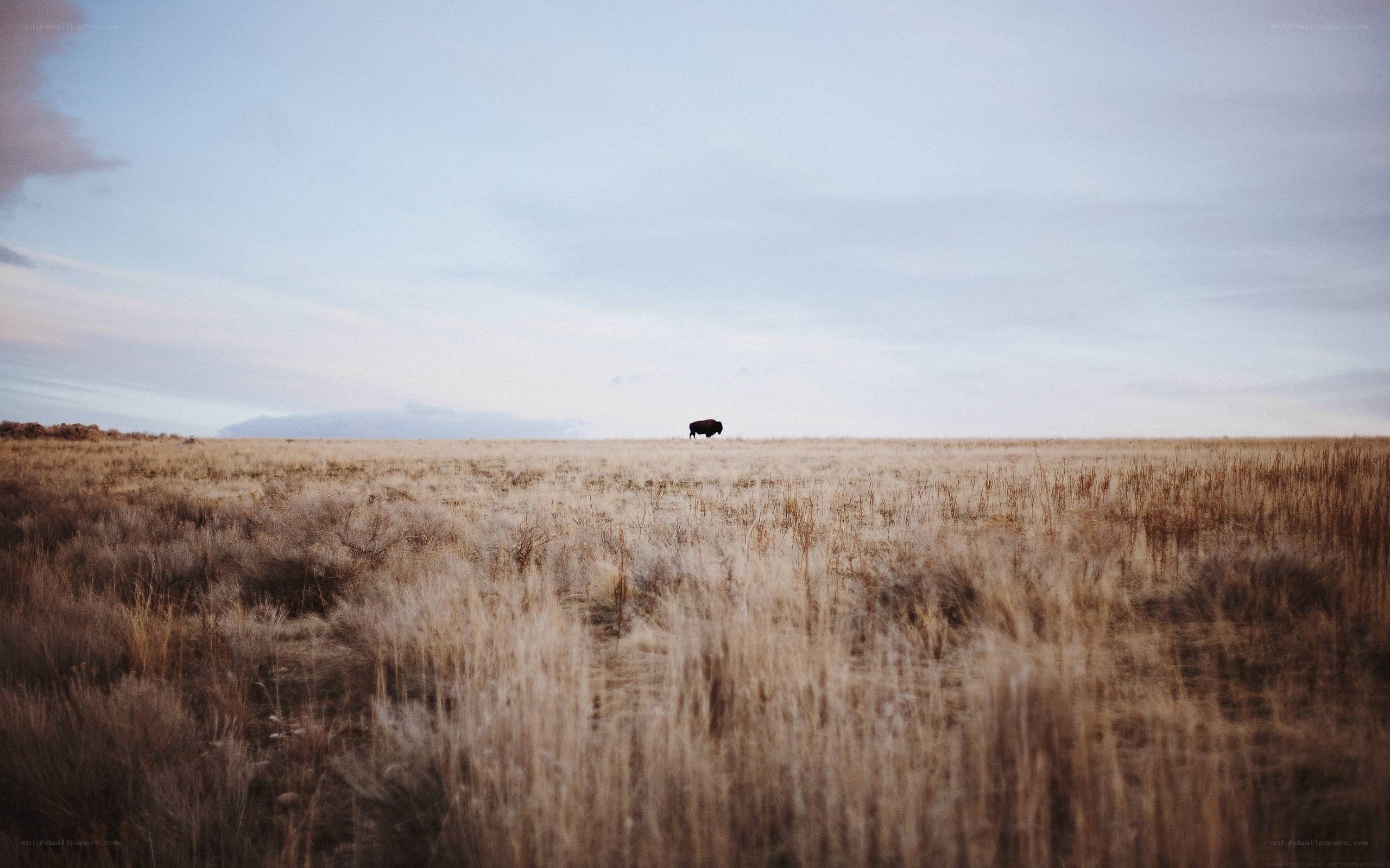 Bison in a vast field