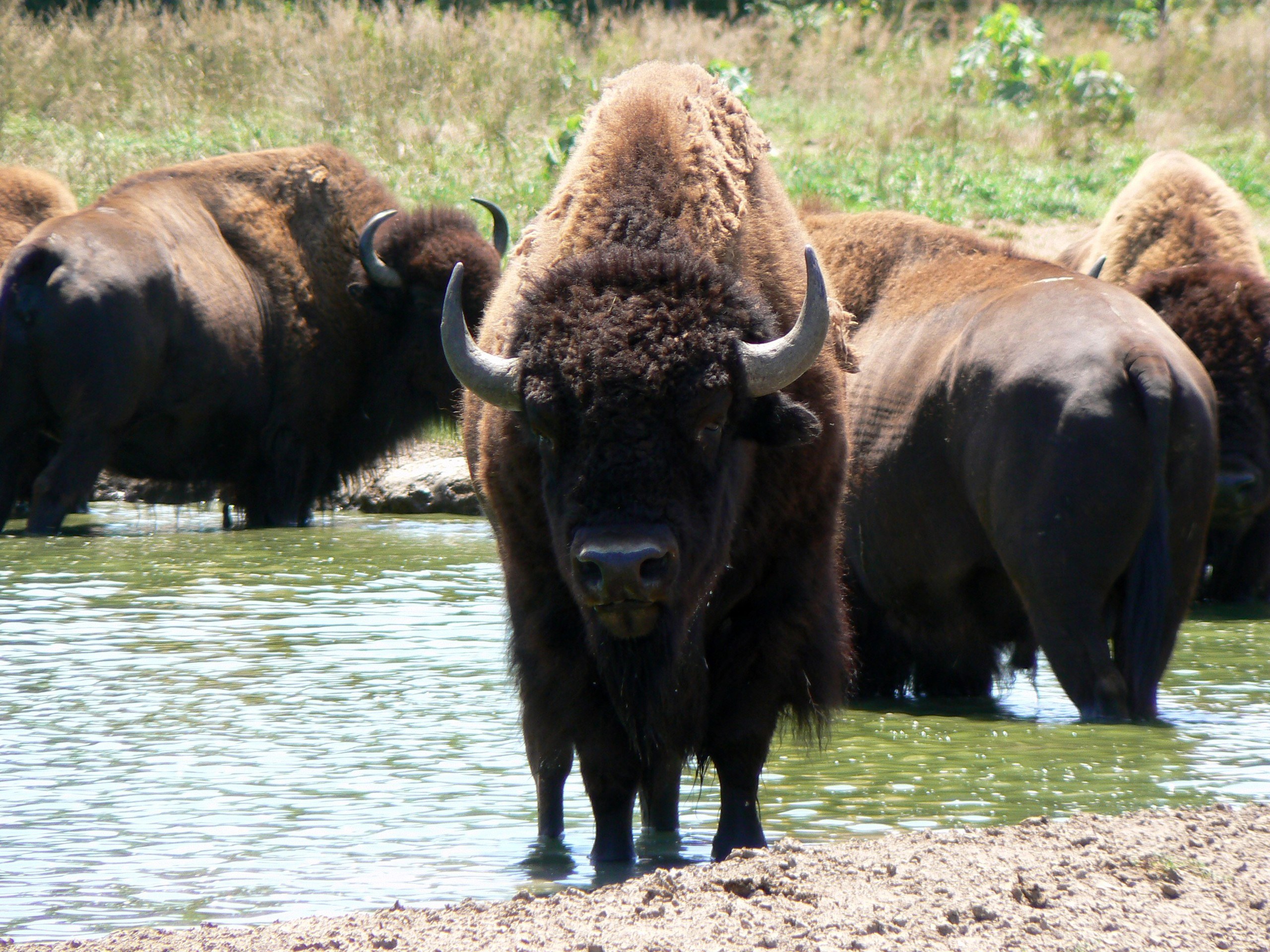 Bison in a watering hole