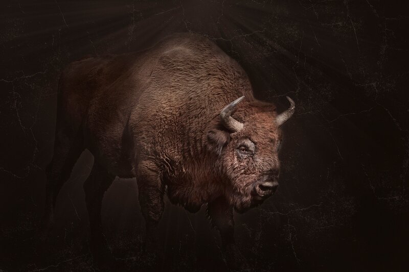 Bison in Dark Setting