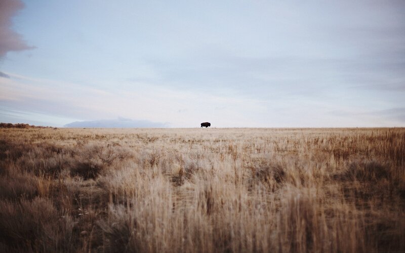 Bison in Field — Brown, Serene, Sunset