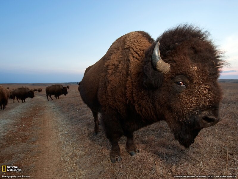 Bison in Field — Brown, Serene