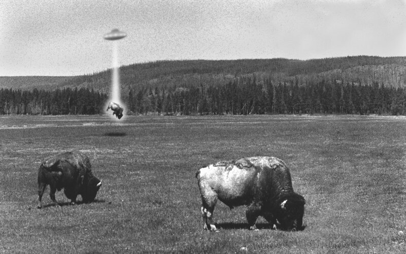 Bison in Field
