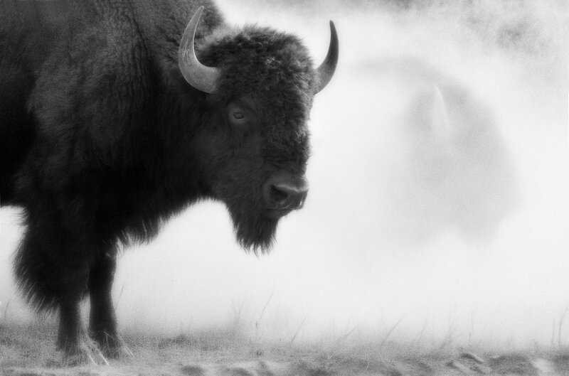 Bison in Fog