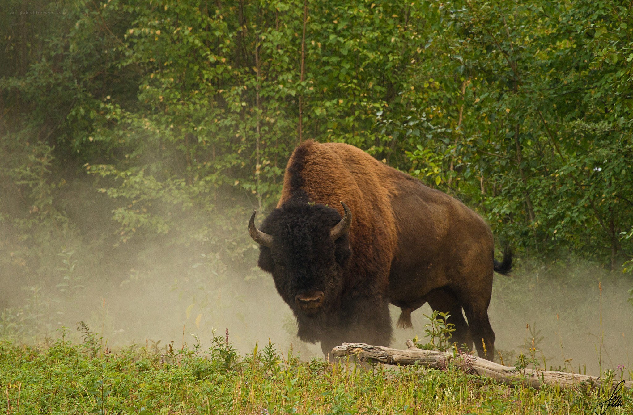 Bison in forest clearing