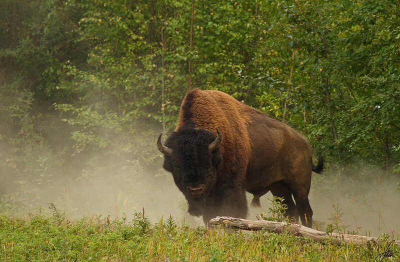 Bison in Forest