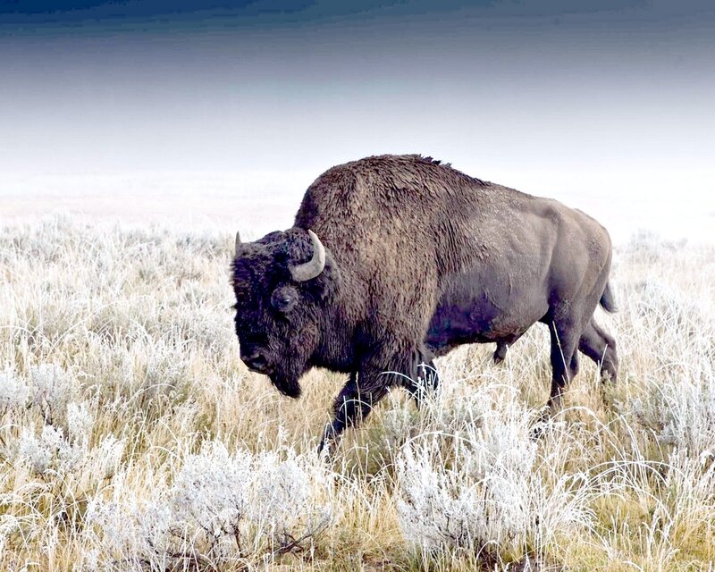 Bison in Frosty Grass