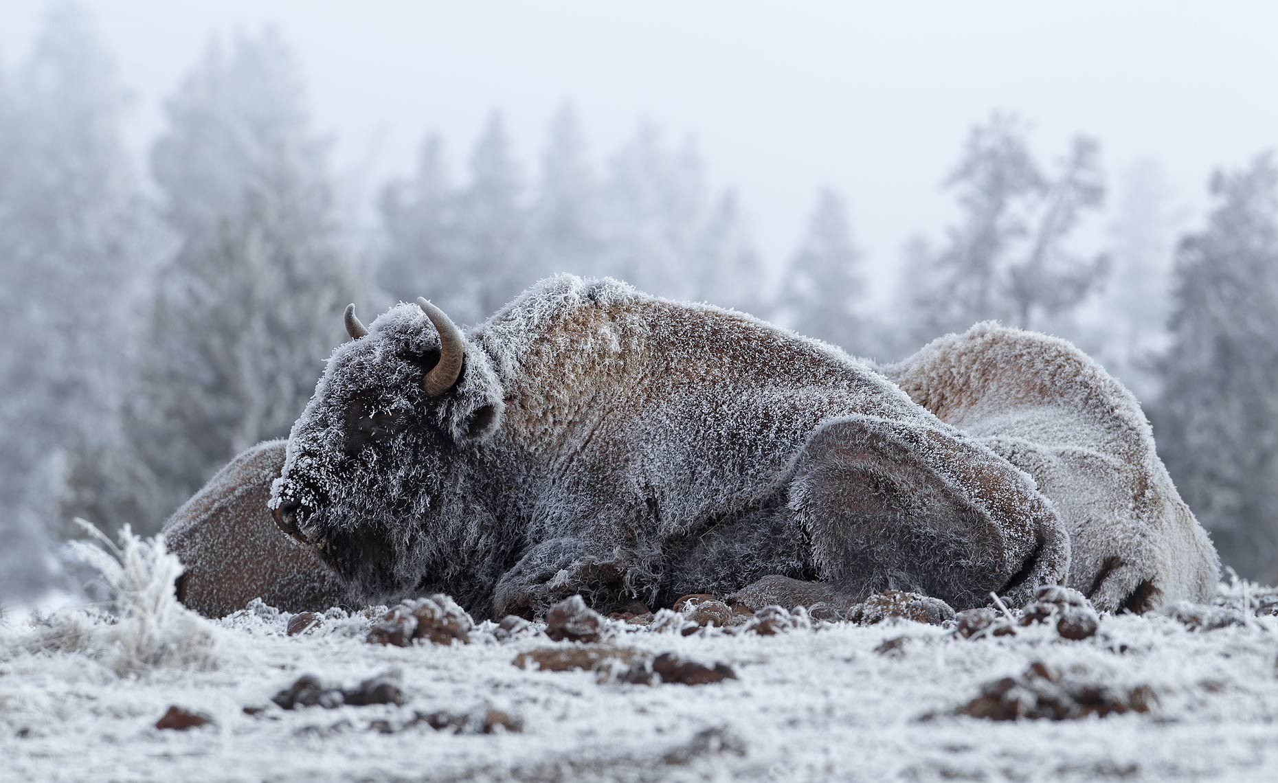 Bison in frosty winter