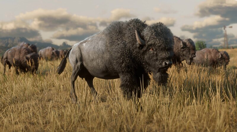 Bison in Grass Field