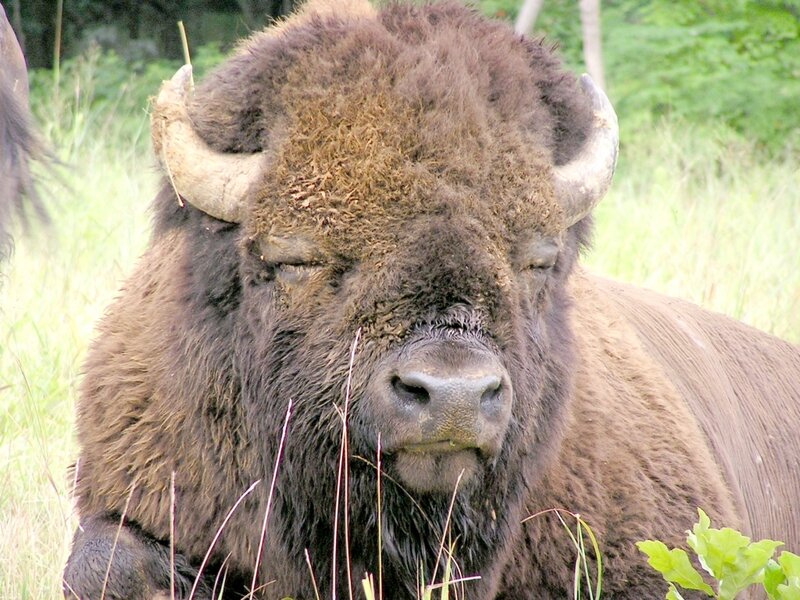 Bison in Grass
