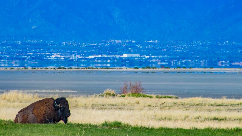 Bison in Grassland — Blue