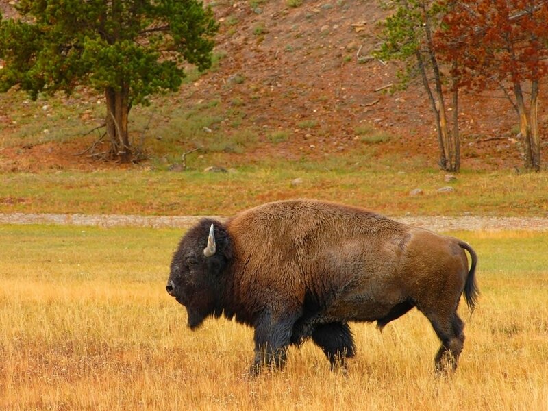 Bison in Grassland — Brown, Calm