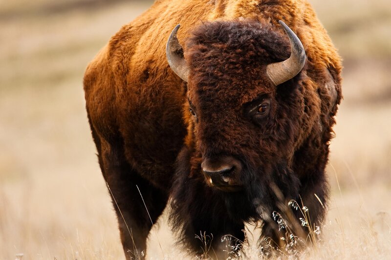 Bison in Grassland — Brown, Natural, Afternoon, Photograph, Grass, Horns