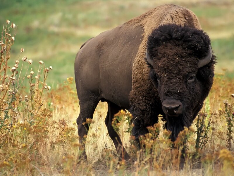 Bison in Grassland — Brown, Natural, Afternoon, Photograph, Grass, Plants, Field