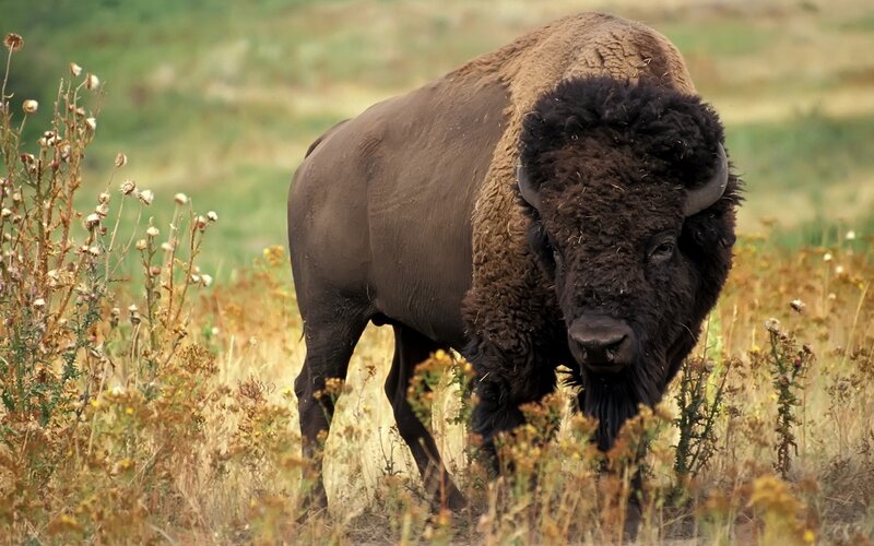 Bison in Grassland — Brown, Natural, Afternoon, Photograph, Grass, Plants