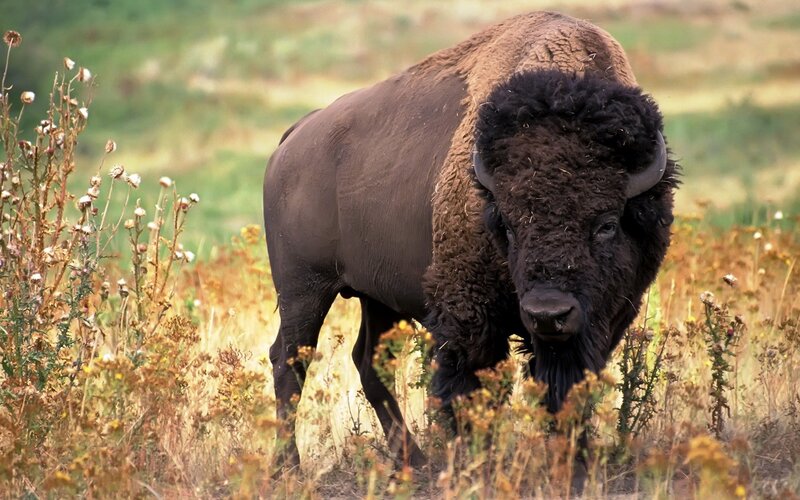 Bison in Grassland — Brown, Natural, Afternoon