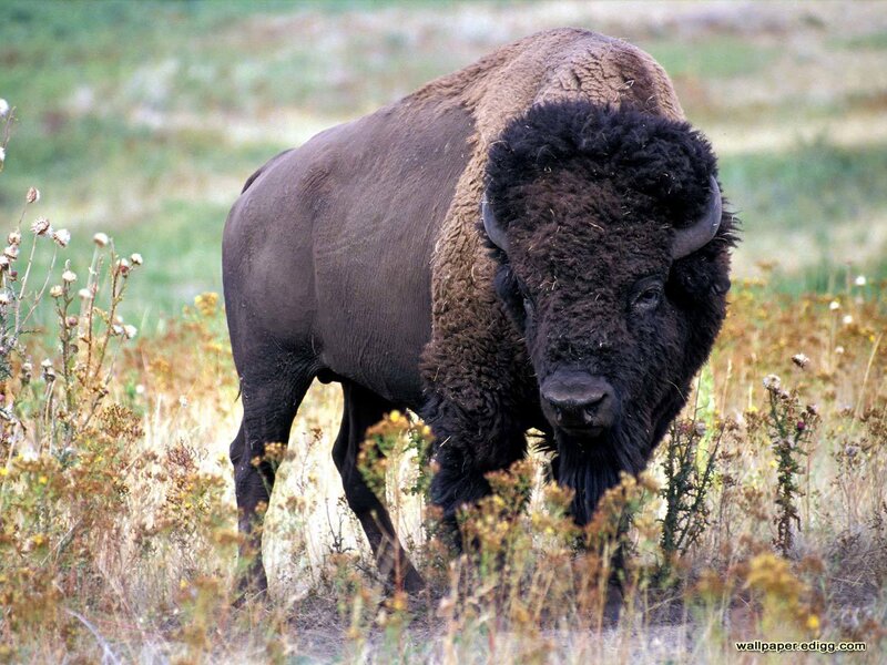 Bison in Grassland — Brown, Natural