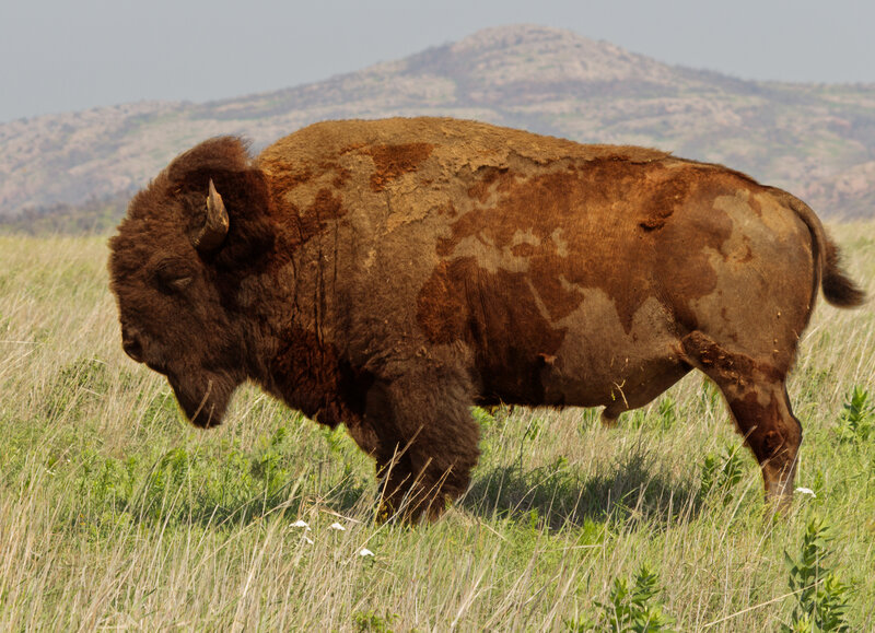 Bison in Grassland — Brown, Serene, Afternoon